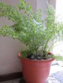 Macetas de 23cm de plastico simil barro Helecho Arroz grande $50